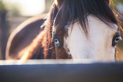 Close up of brown and white american paint horse with bright blue eyes.