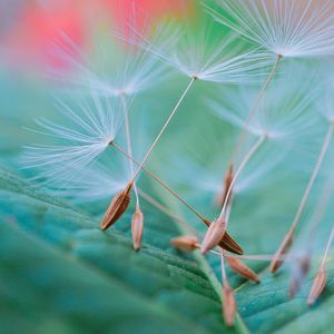 The abstract beautiful dandelion flower in the garden