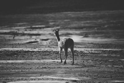 Alpaca at atacama desert