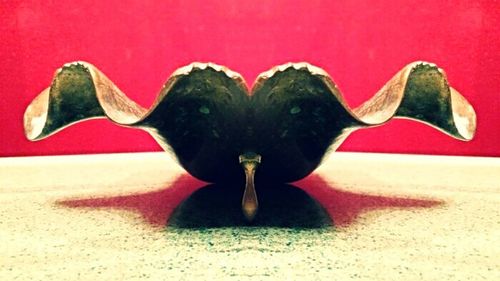 Close-up of red rose