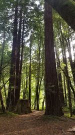 Trees in forest