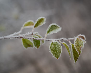 Close-up of frozen plant