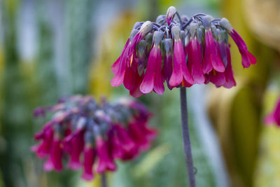 Close-up of pink flower