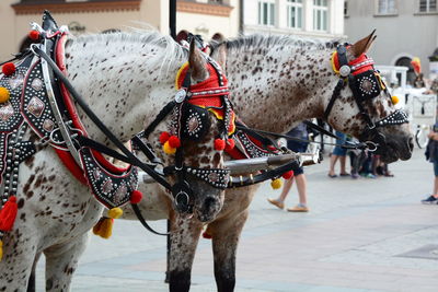 Horses in a street