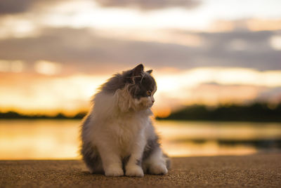 Full length of a cat