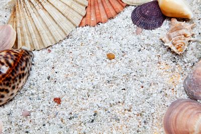 Close-up of seashell on beach