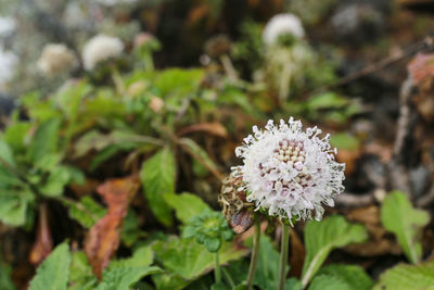 Close-up of white flowering plant