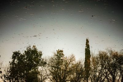 Low angle view of trees against sky