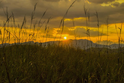 Scenic view of field against sky during sunset