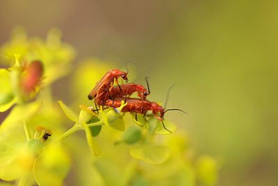 Close-up of insect on flower