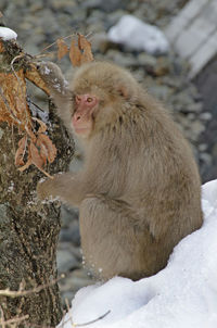 Japanese macaque in a wildlife reserve near nagano, japan
