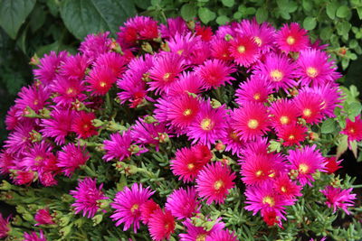 High angle view of pink flowering plants