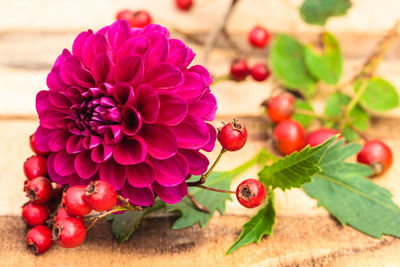 Close-up of strawberry growing on plant