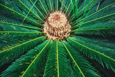 Close-up of palm tree