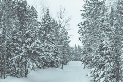 Close-up of trees against sky during winter