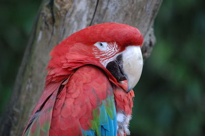 Close-up of parrot 