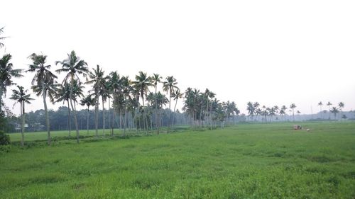 Scenic view of rice field against sky