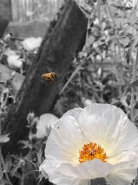 Close-up of bee on flower