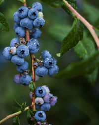 Close-up of grapes growing on tree