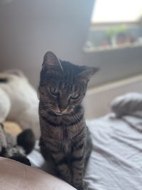 Cat relaxing on bed at home