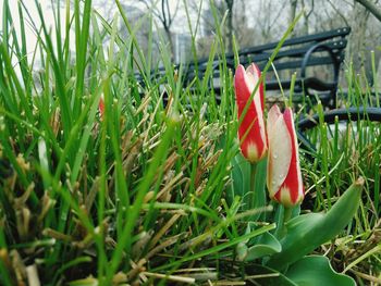 Close-up of flower growing in grass