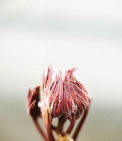 Close-up of wilted flower against white background