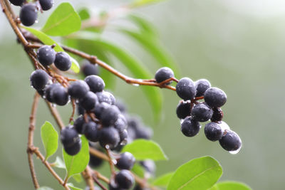 Close-up of grapes growing on tree