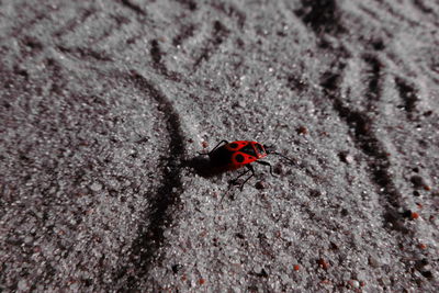 High angle view of firebug on sand