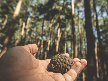 Cropped hand of person holding pine cone