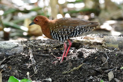 Close-up of a bird perching on rock