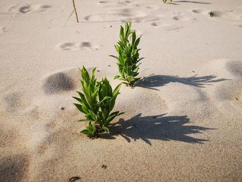 High angle view of plant on sand