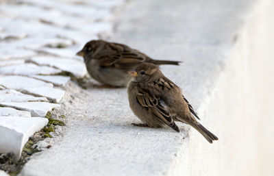 Close-up of sparrow perching on wall