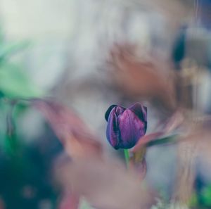 Close-up of pink flower