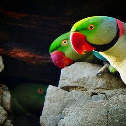 Close-up of parrot perching on rock