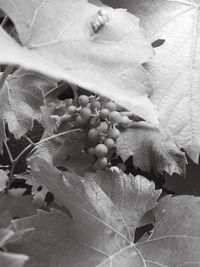 Close-up of leaves