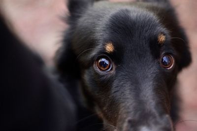 Close-up portrait of black dog