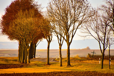 Bare trees on field against sky