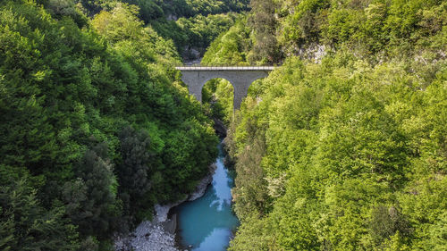 Bridge over river amidst trees in forest