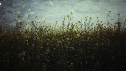 Plants growing on field