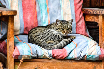 Portrait of cat relaxing on sofa