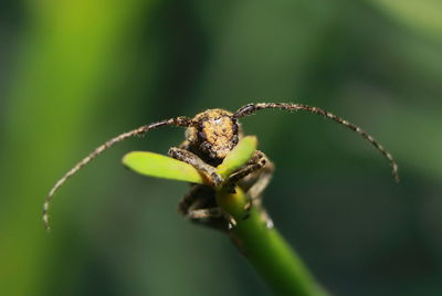 Close-up of insect on plant