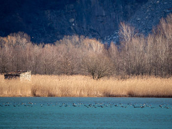 View of birds in lake during winter