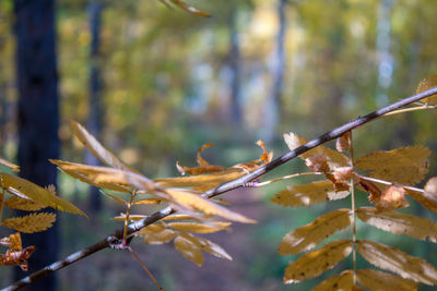 Close-up of autumnal leaves on tree