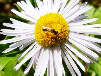 Close-up of bee on white flower