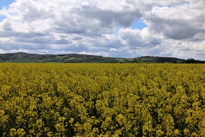 Scenic view of oilseed rape field against cloudy sky