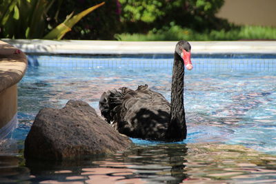 Swan swimming in lake