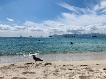 View of dog on beach against sky