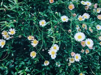High angle view of daisies on field