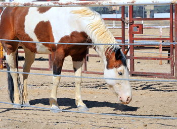 Horses in ranch