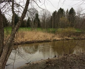 Scenic view of lake in forest against sky